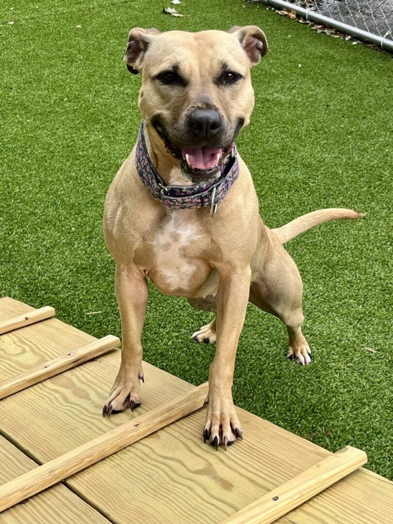 Happy dog standing on grass near wooden deck, looking excited.