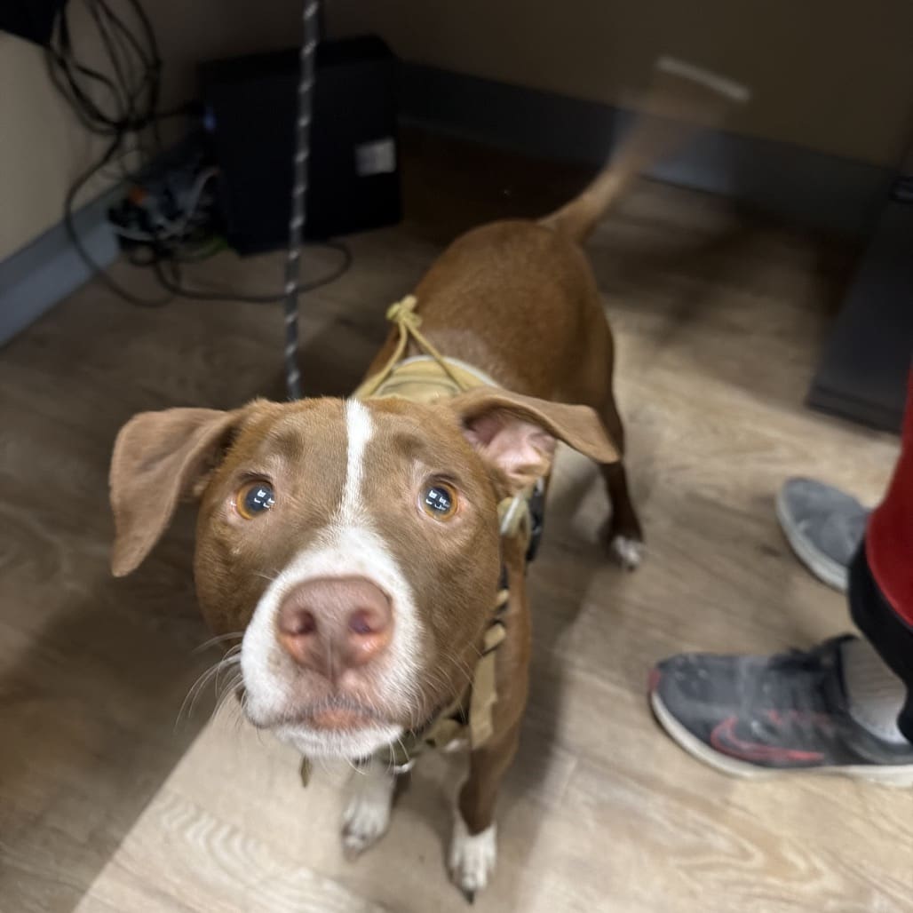 A brown and white dog looking up with curious eyes indoors.