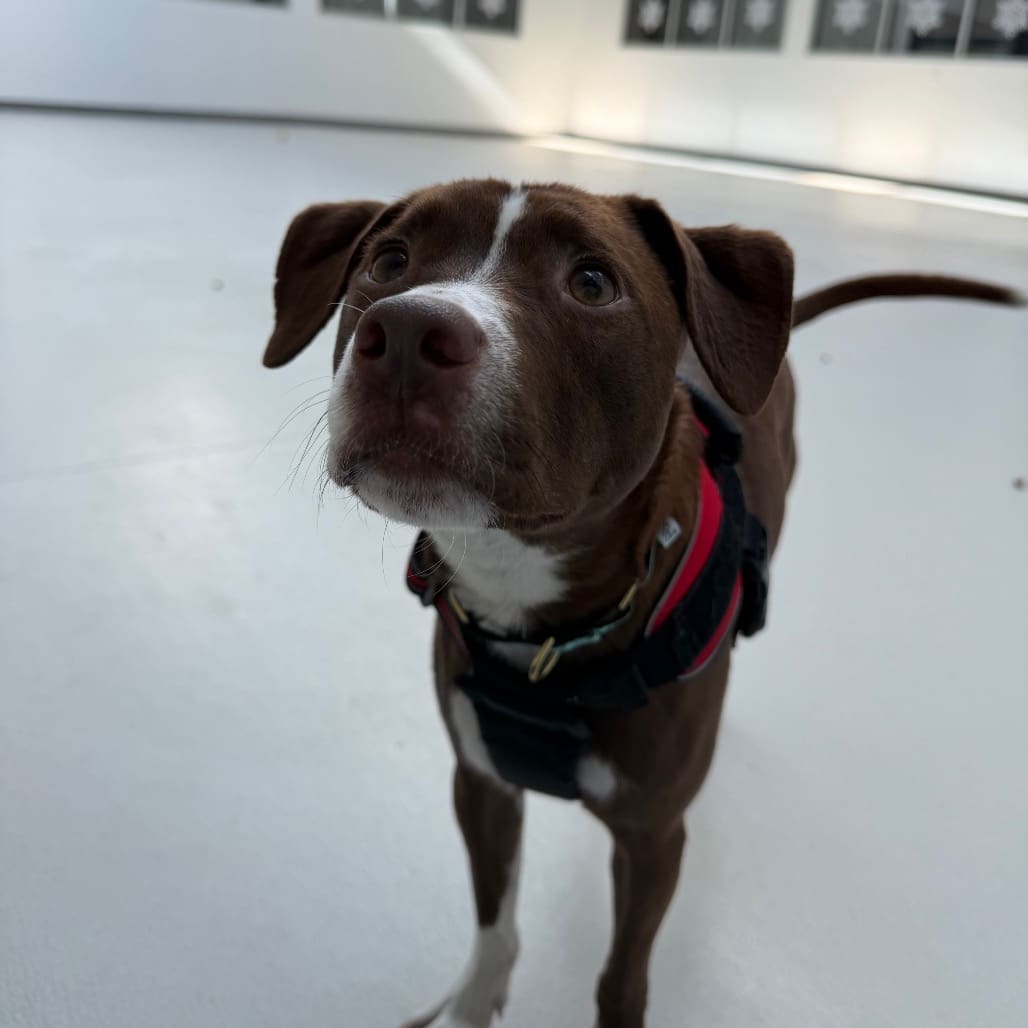 A brown and white dog wearing a harness indoors.