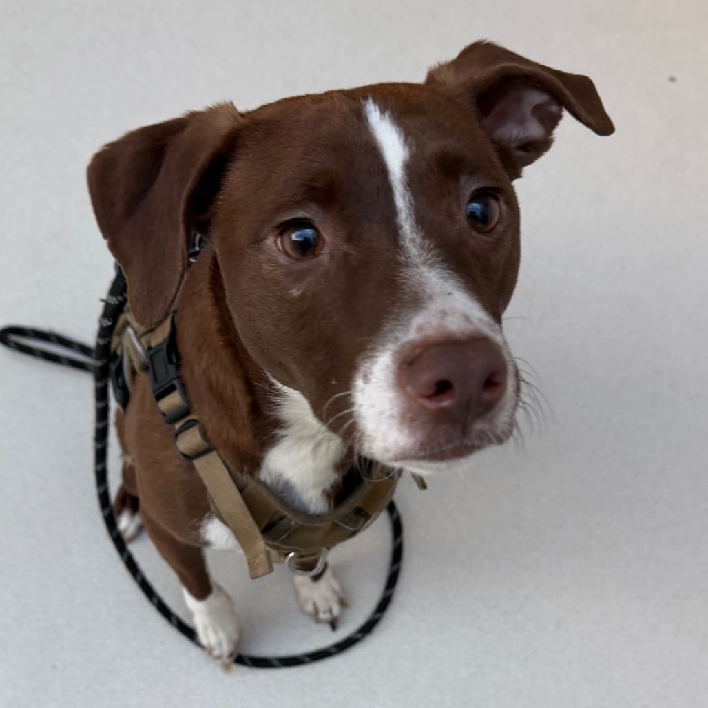 A brown and white dog looking up with curious eyes.