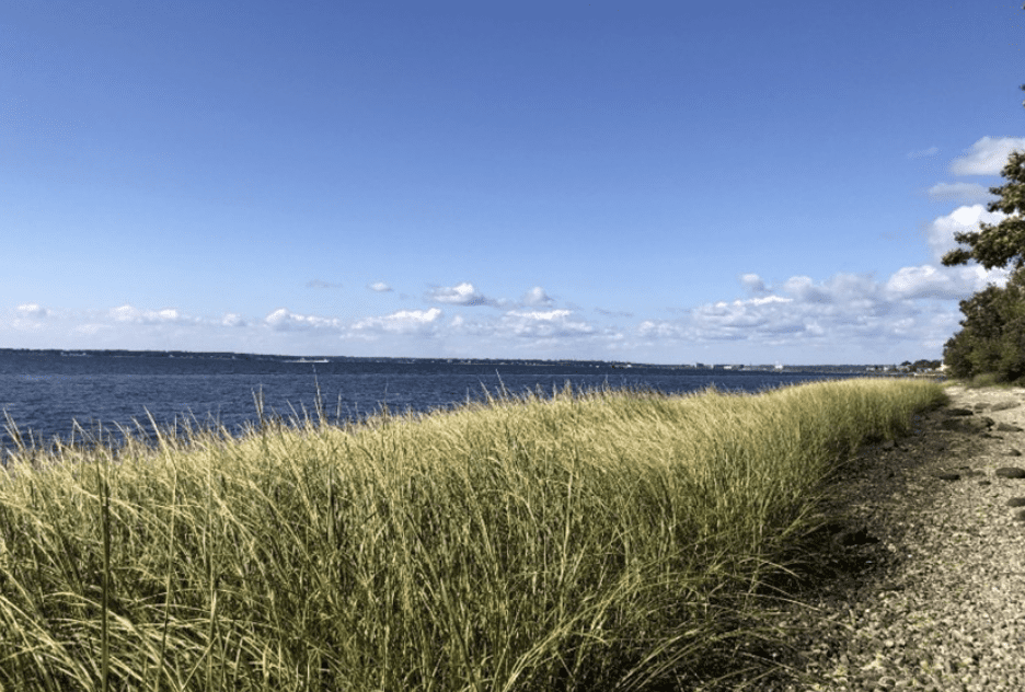 Coastal view with tall grasses and calm blue water under a clear sky.