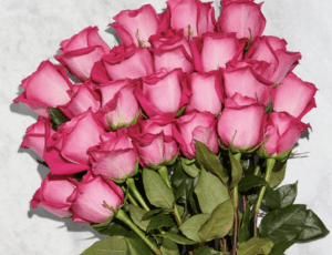 A bouquet of vibrant pink roses with lush green stems.