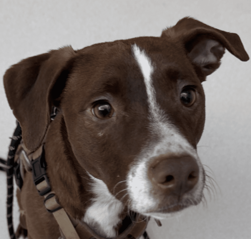 Close-up of a brown and white dog with expressive eyes.