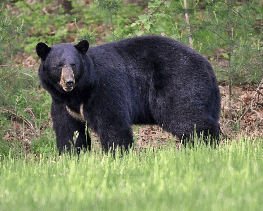 A black bear stands in a grassy area with a forest background.