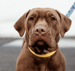 Close-up of a brown dog with a yellow collar looking at the camera.