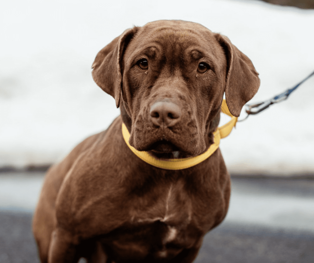A brown Labrador retriever with a yellow leash.