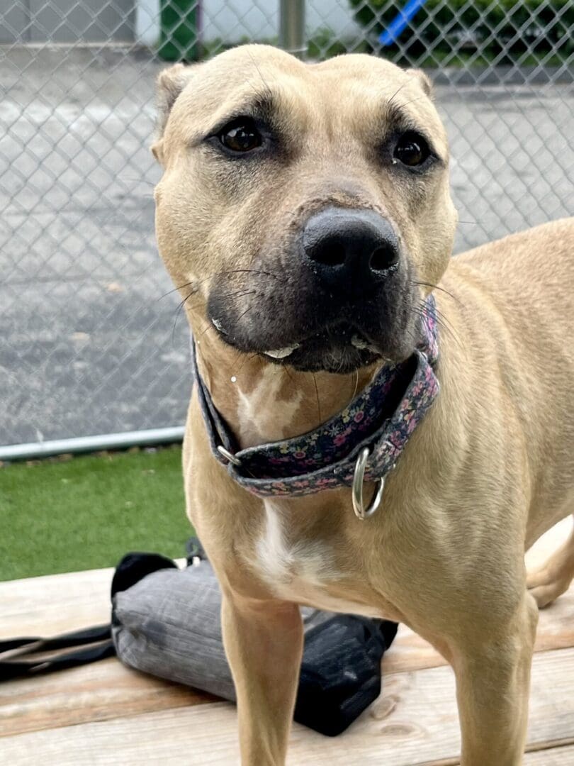Close-up of a tan dog with a black collar outdoors near a fence.