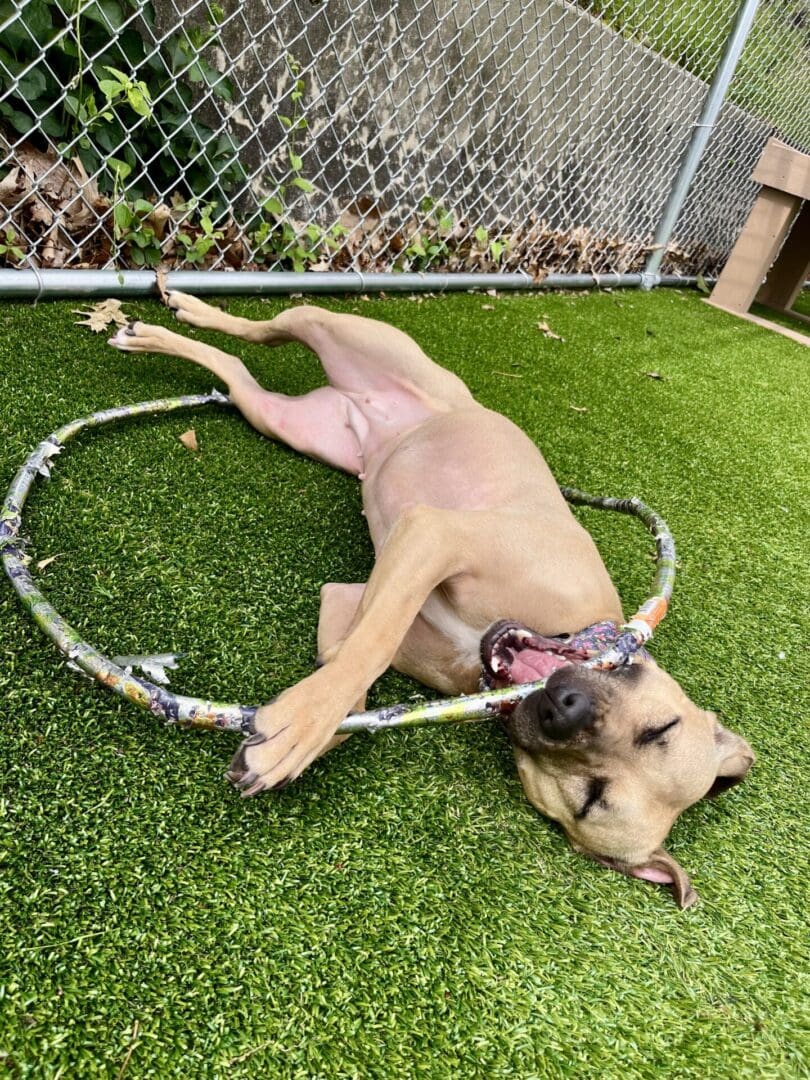 A dog lying happily inside a hula hoop on green grass.
