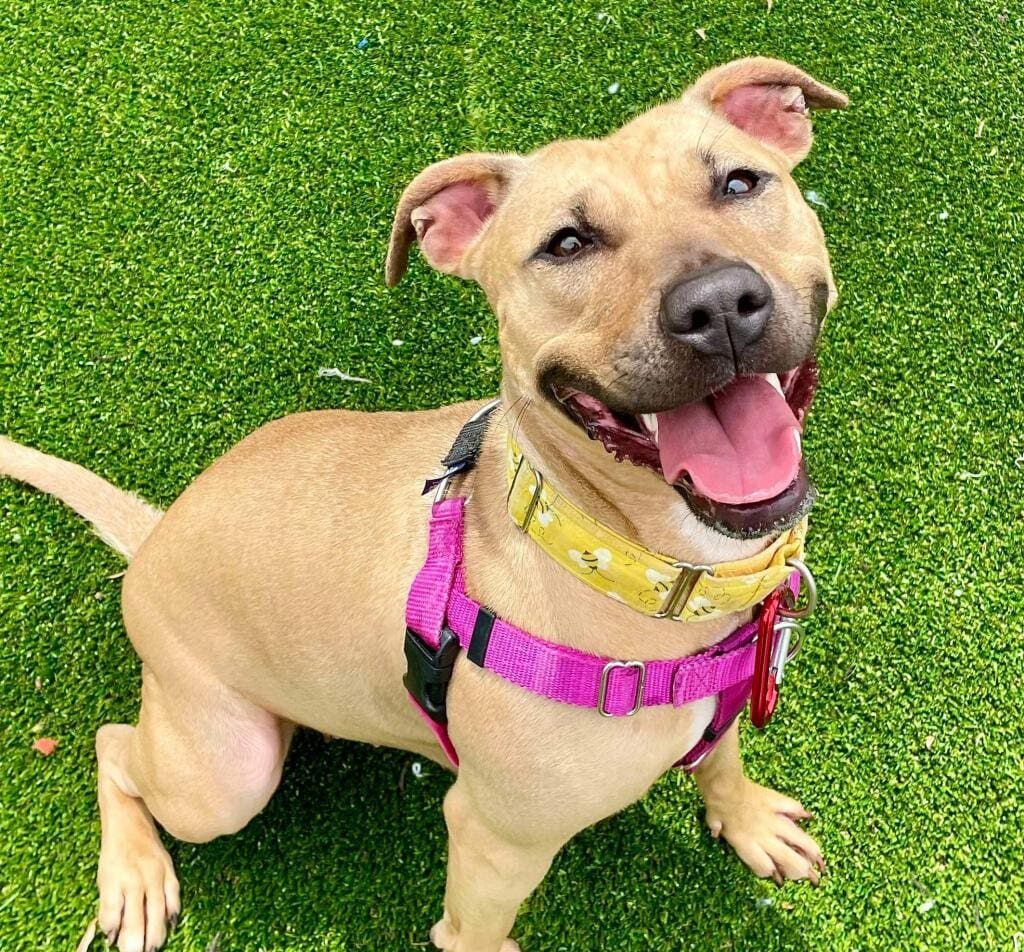 Happy tan dog wearing a pink harness sitting on grass.