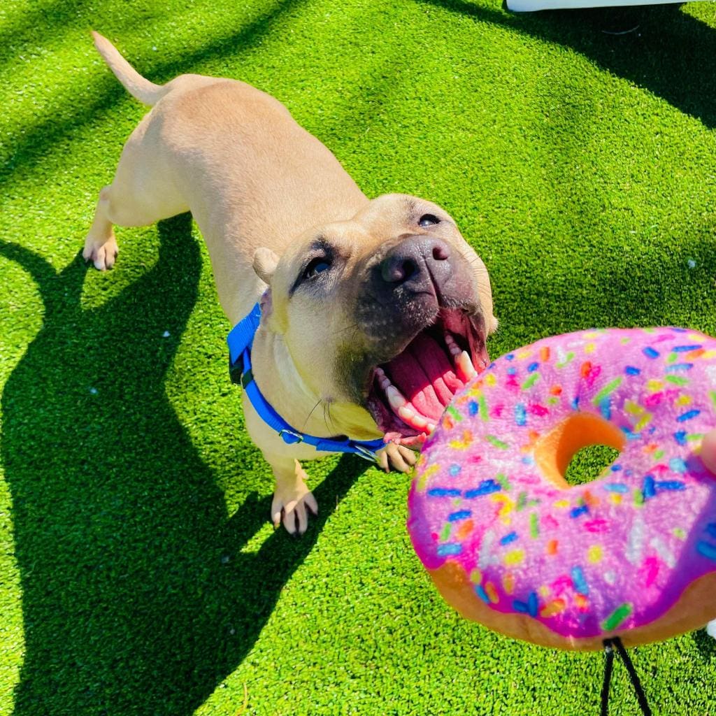 Playful dog biting a colorful donut toy on grass.
