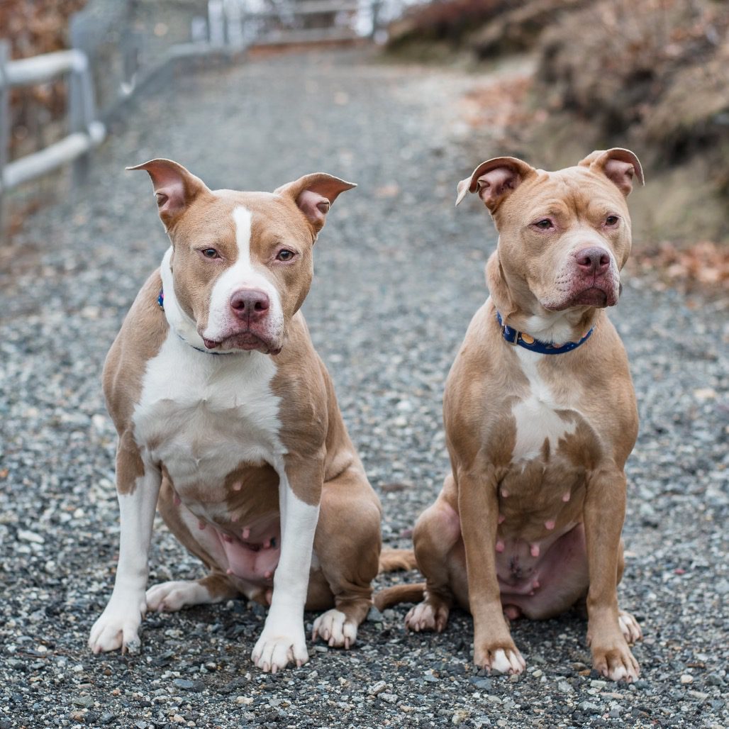 Gimme’ Shelter: A duo! Meet Georgia and America at the RI SPCA – Cheryl Tudino