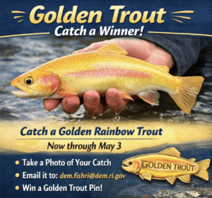 what's a golden trout