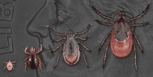ticks