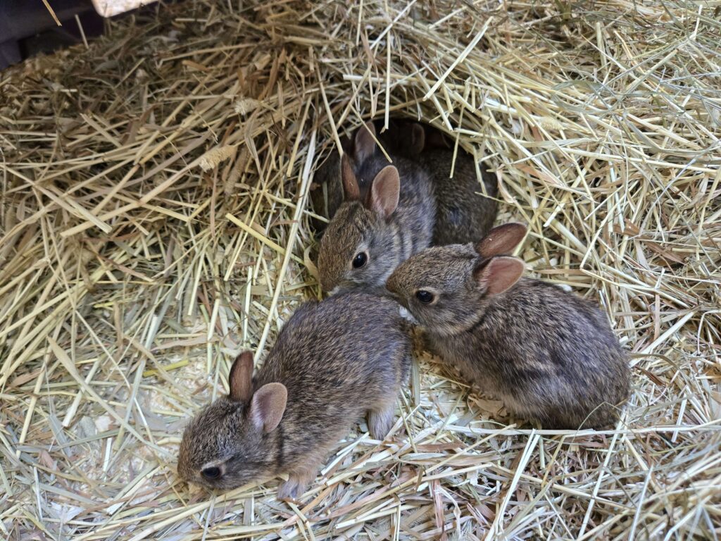 bunnies in straw for Easter