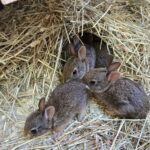 bunnies in straw for Easter