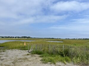 Salt Marsh