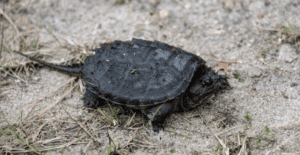 turtle, ridem