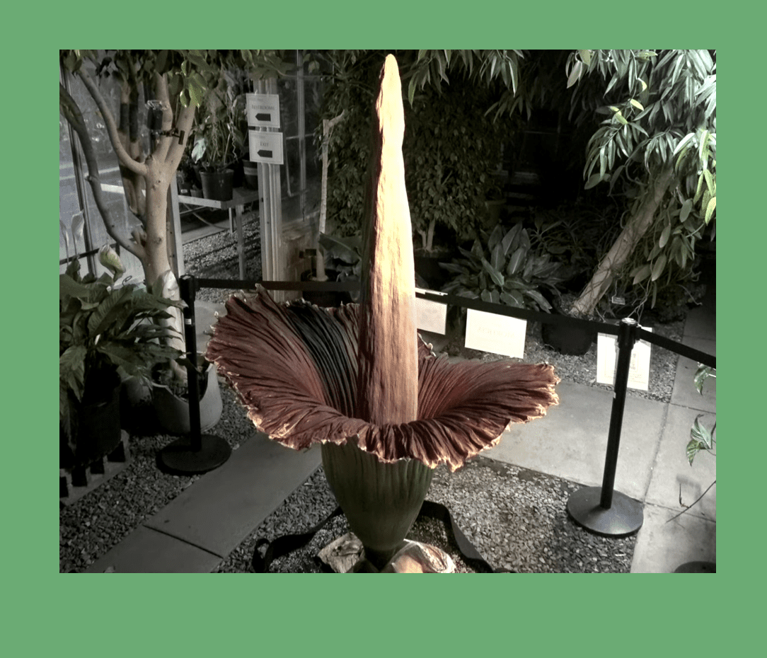corpse flower