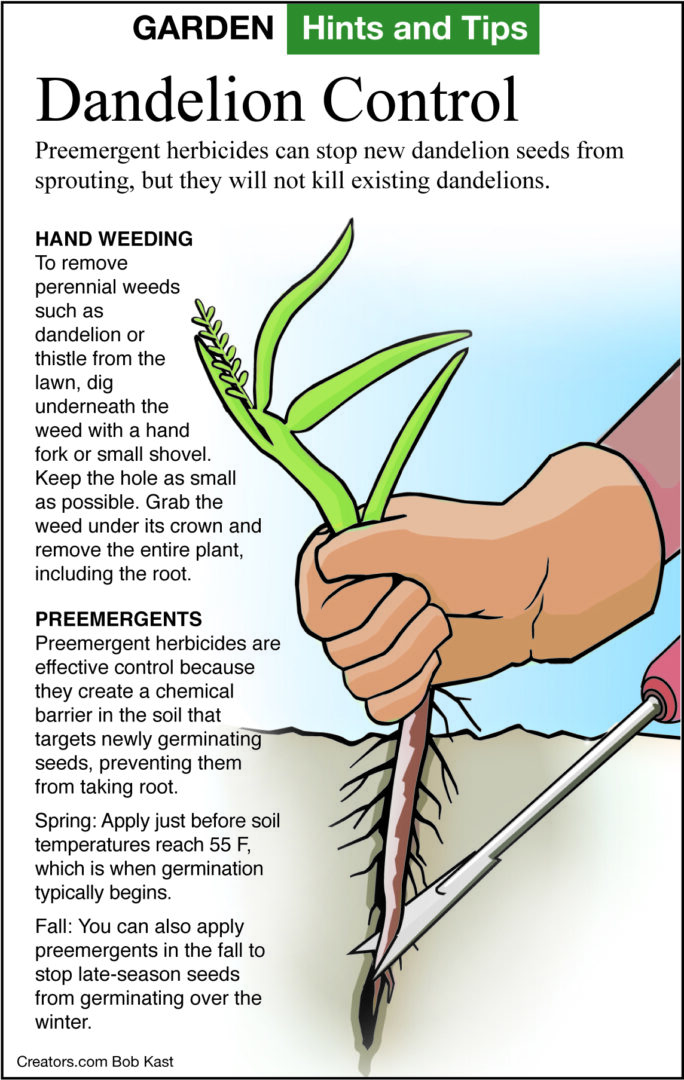 dandelion control graphic