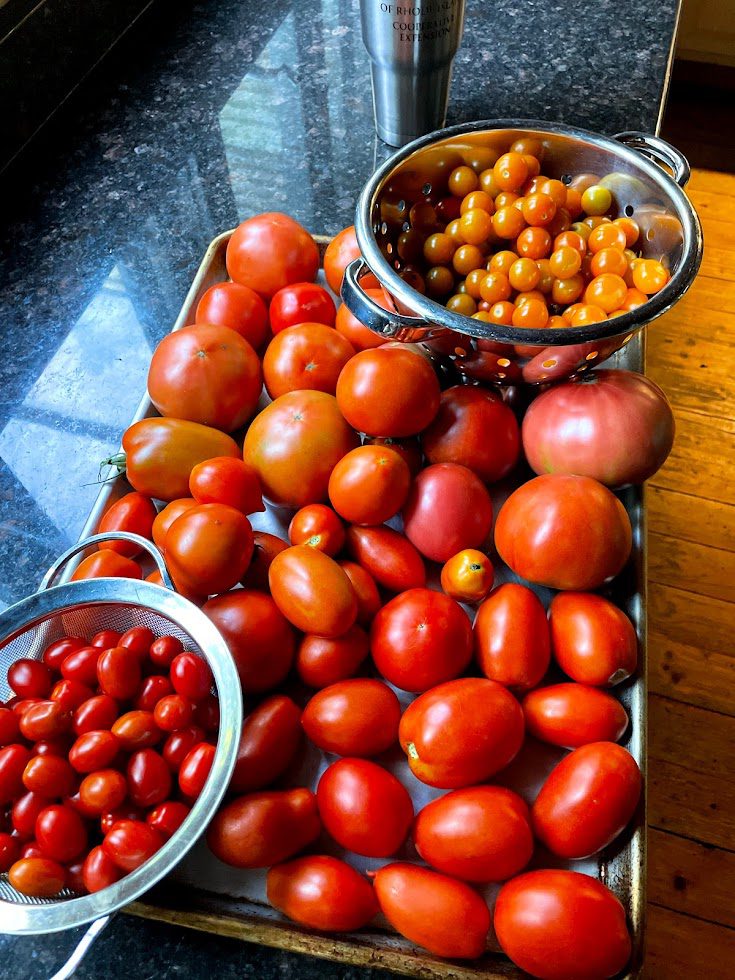 URI 4th of July Tomato