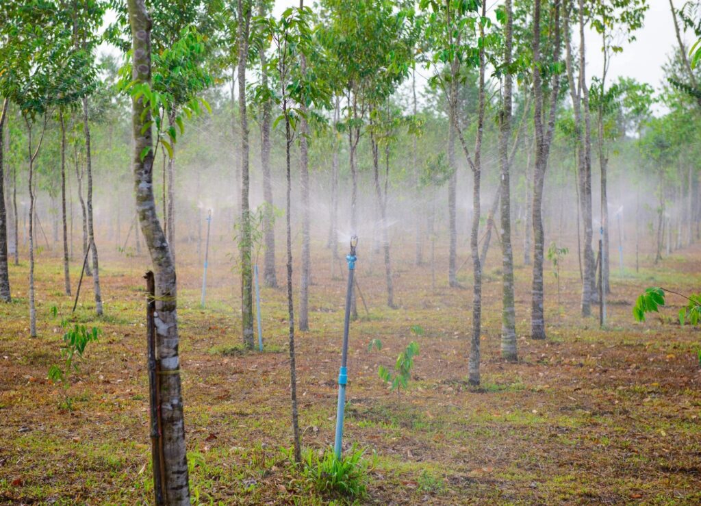 tree farm