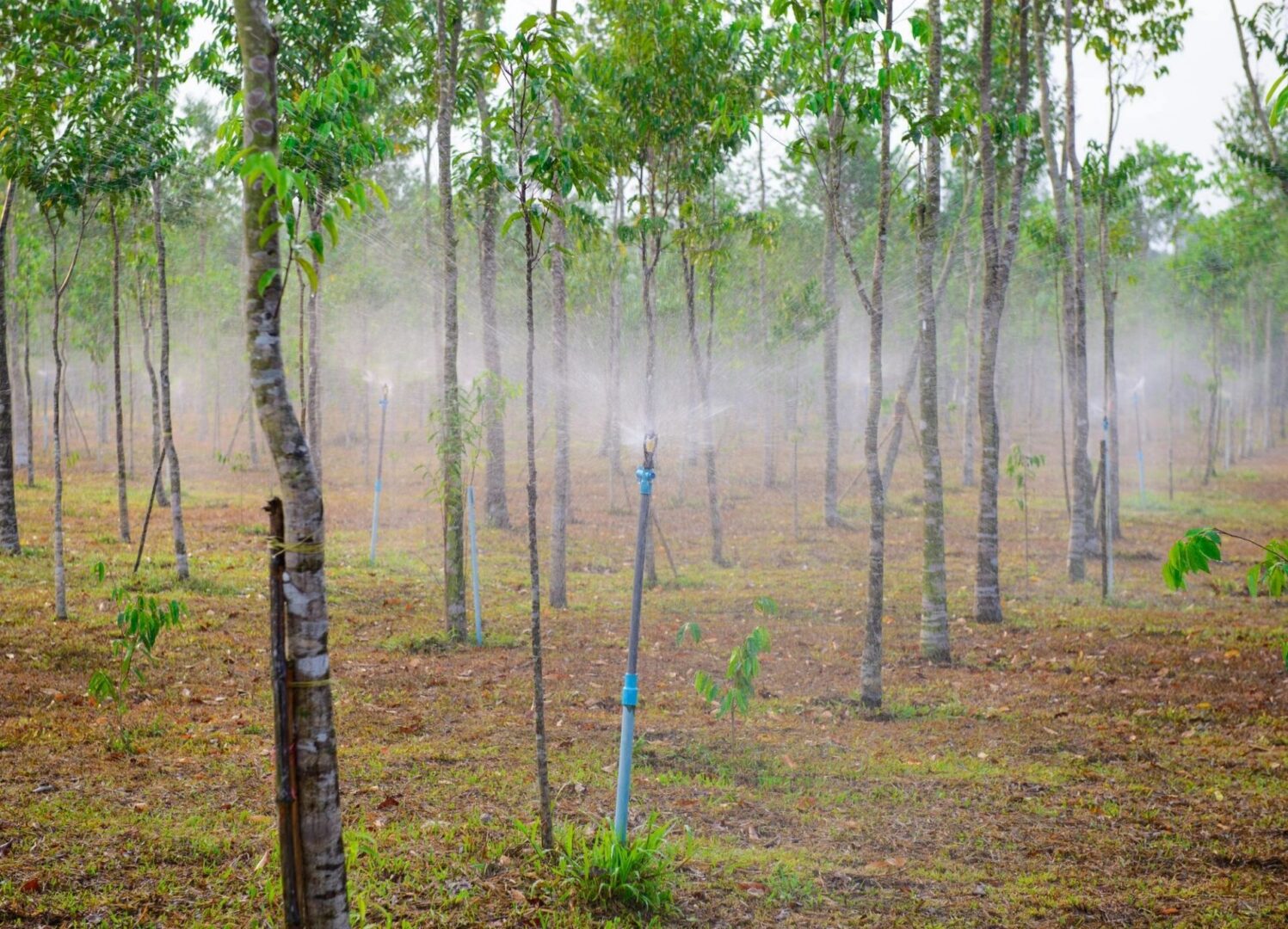 tree farm