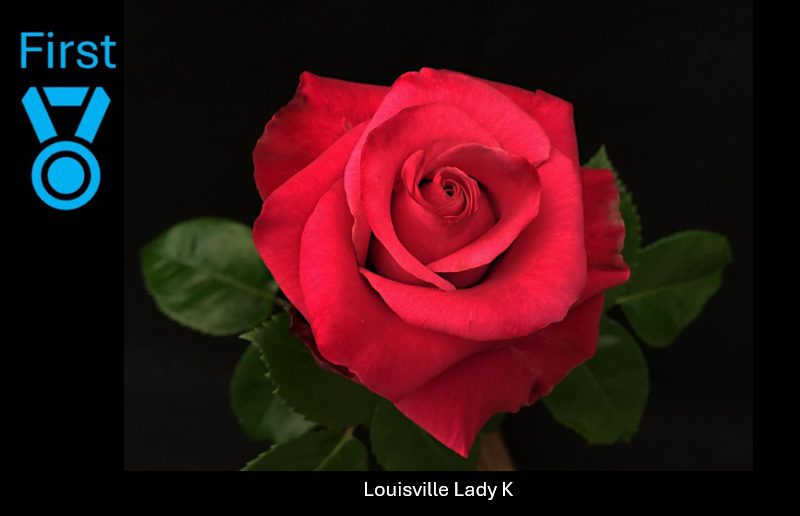 rose