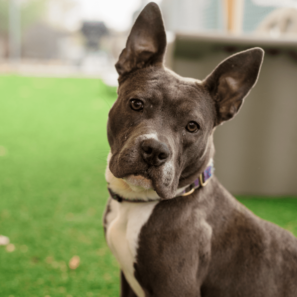 Violet - RISPCA dog