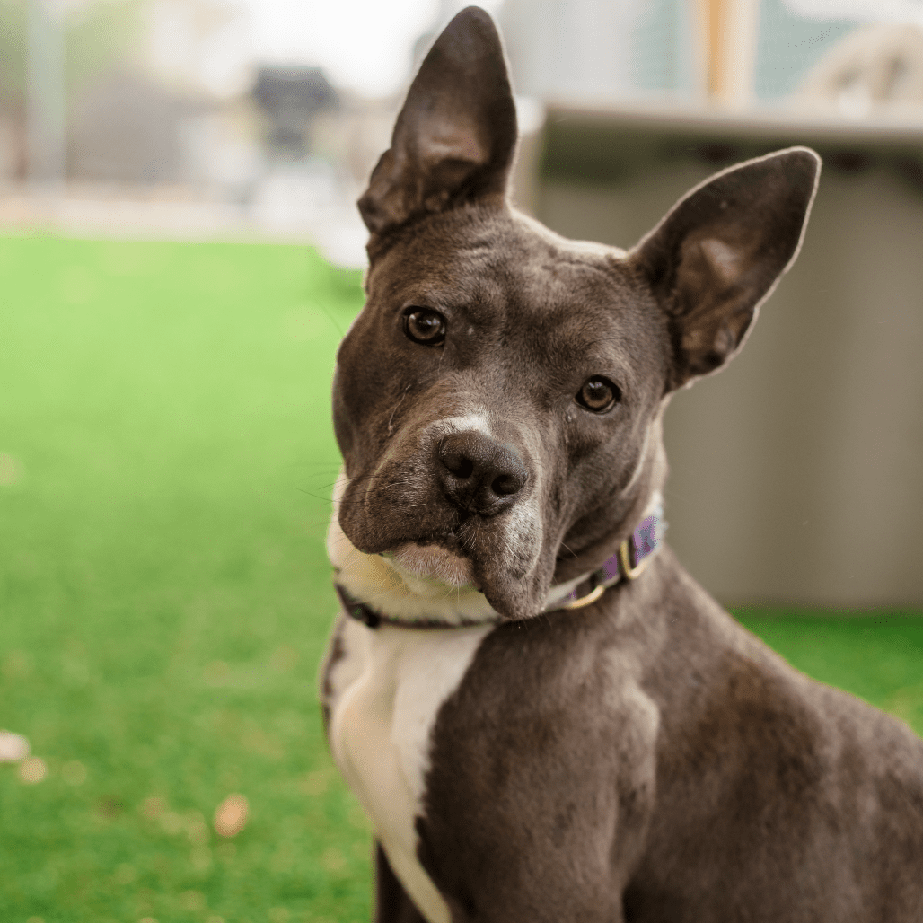 Violet - RISPCA dog