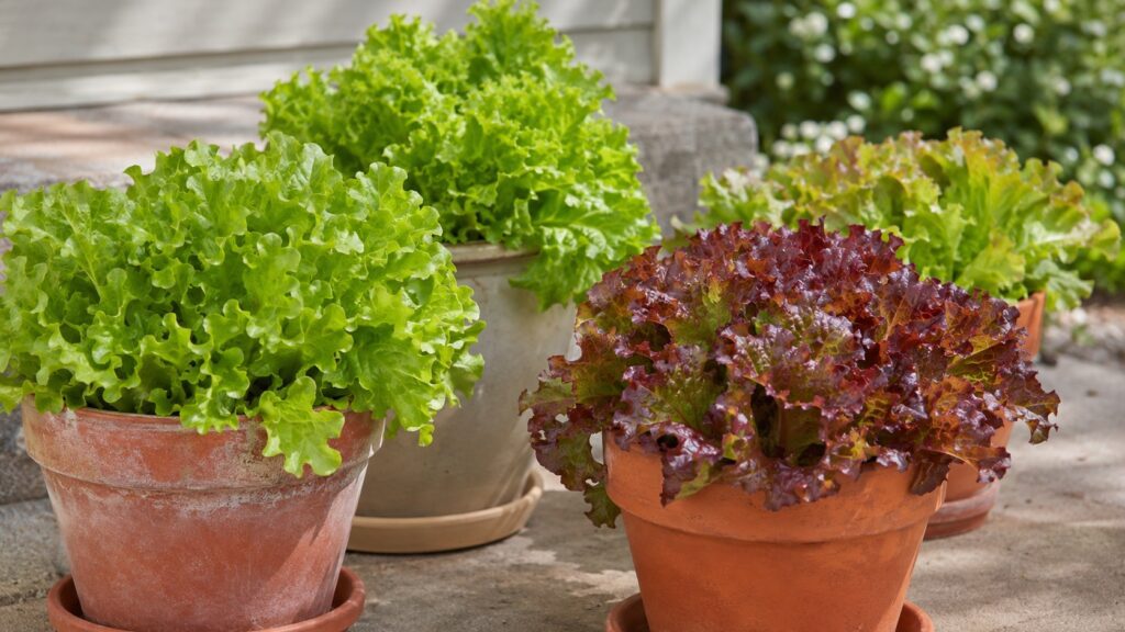 Green and red leaf lettuce growing in flowerpots on outdoor steps