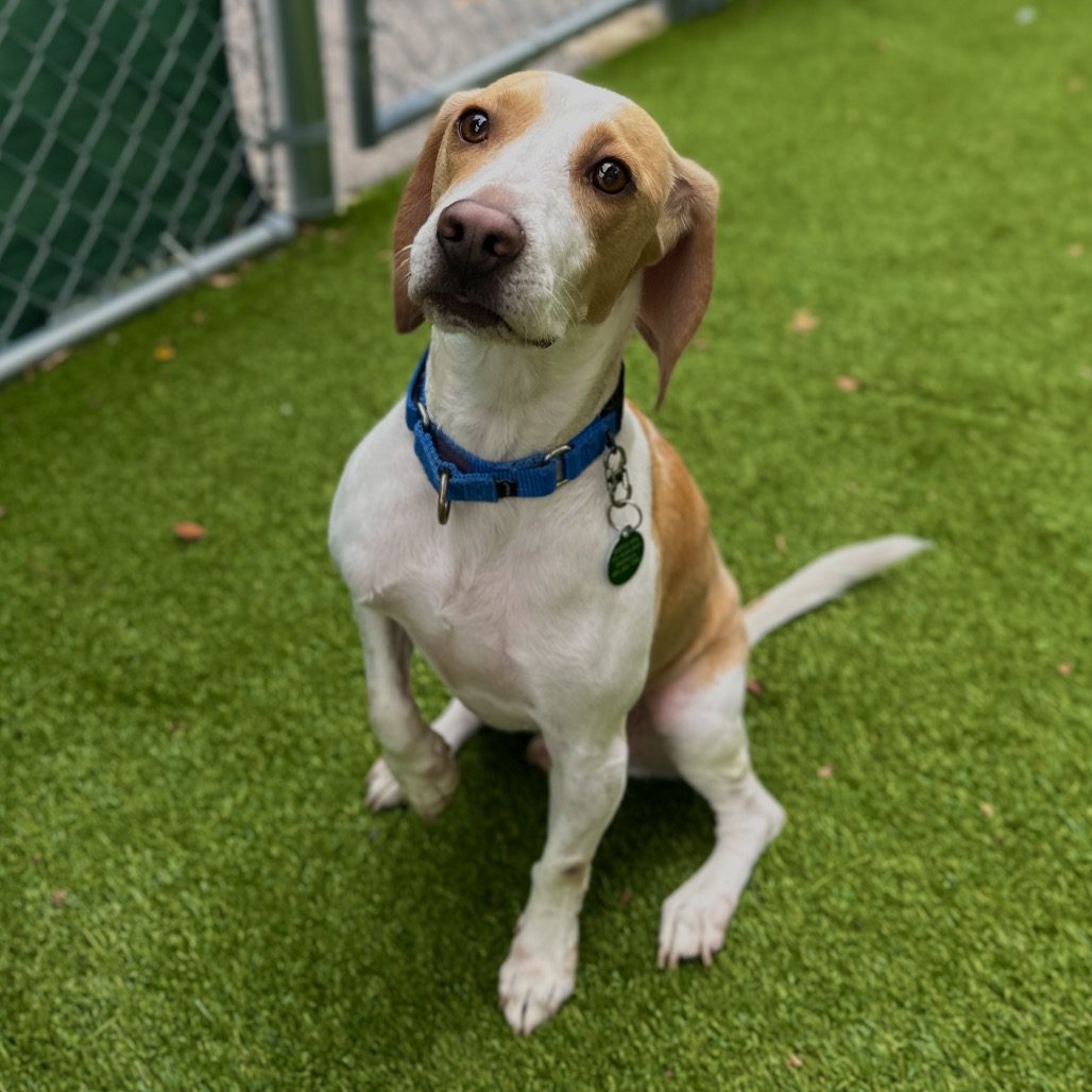 Lemon Beagle - Trot