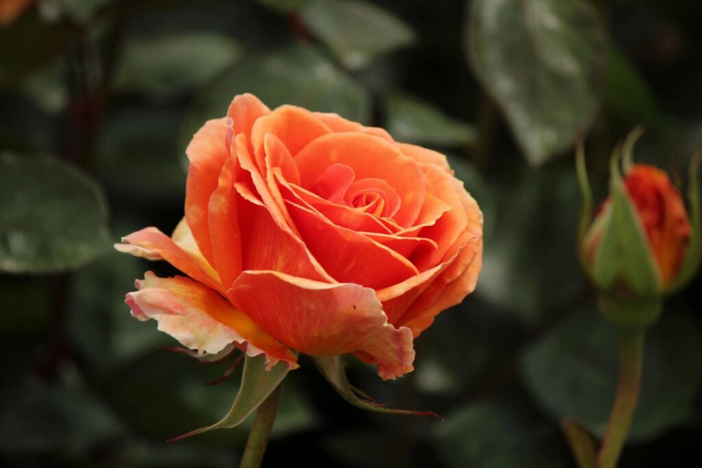 rose for grief