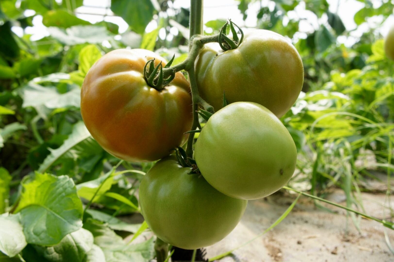 tomatoes on a vine
