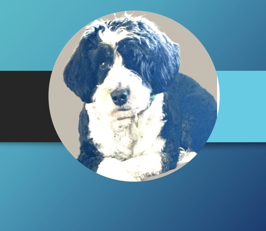 advocating for your pet
