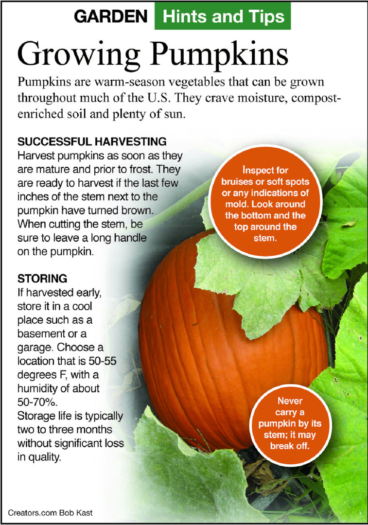 Jeff Rugg - pumpkins