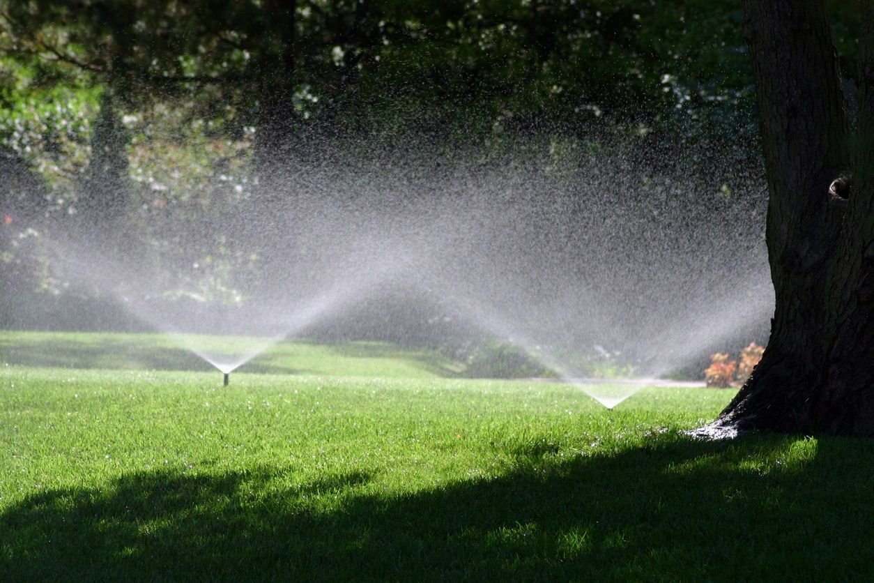 lawn