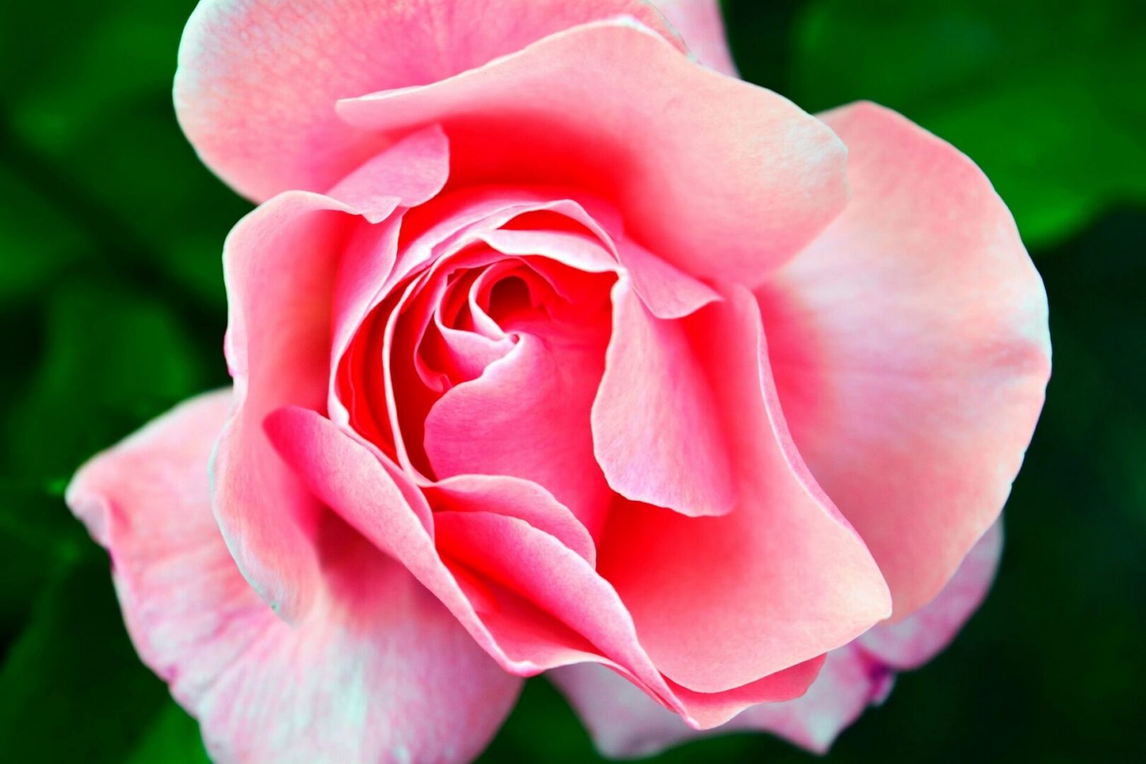 roses