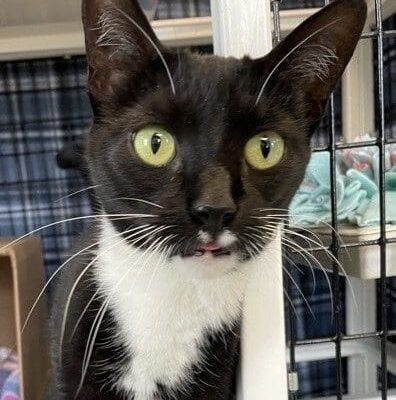 A black and white cat looking at the camera.