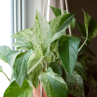 A potted plant hanging in front of a window.