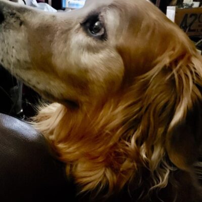 A golden retriever is sitting on a leather couch.