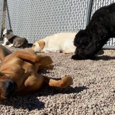 A group of dogs laying on the ground near a fence.