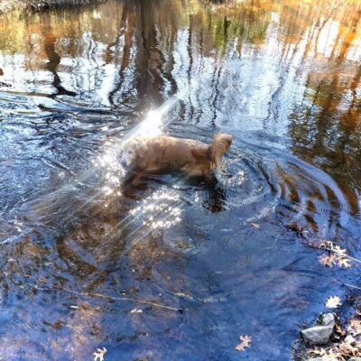 A dog is wading in the water.