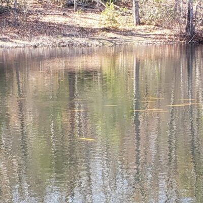 A pond with a lot of trees in the background.