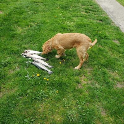 A dog eats a dead fish.