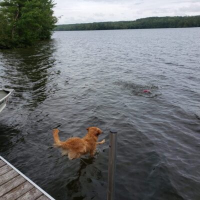 A dog jumping into a body of water.
