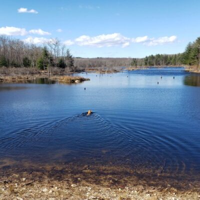 Dog swimming in a calm lake.