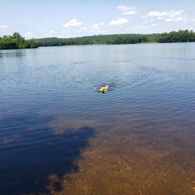 Dog swimming in a lake with toy.
