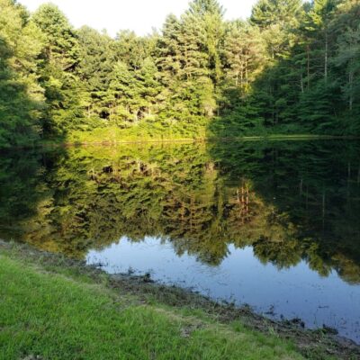 Serene forest lake reflection.