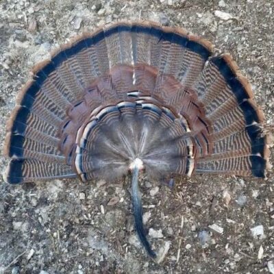 A turkey feather lying on the ground.