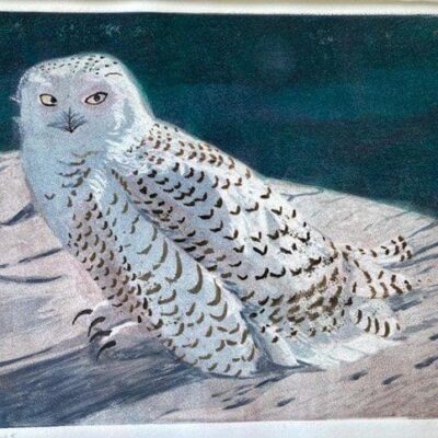 A snowy owl is sitting on a rock.